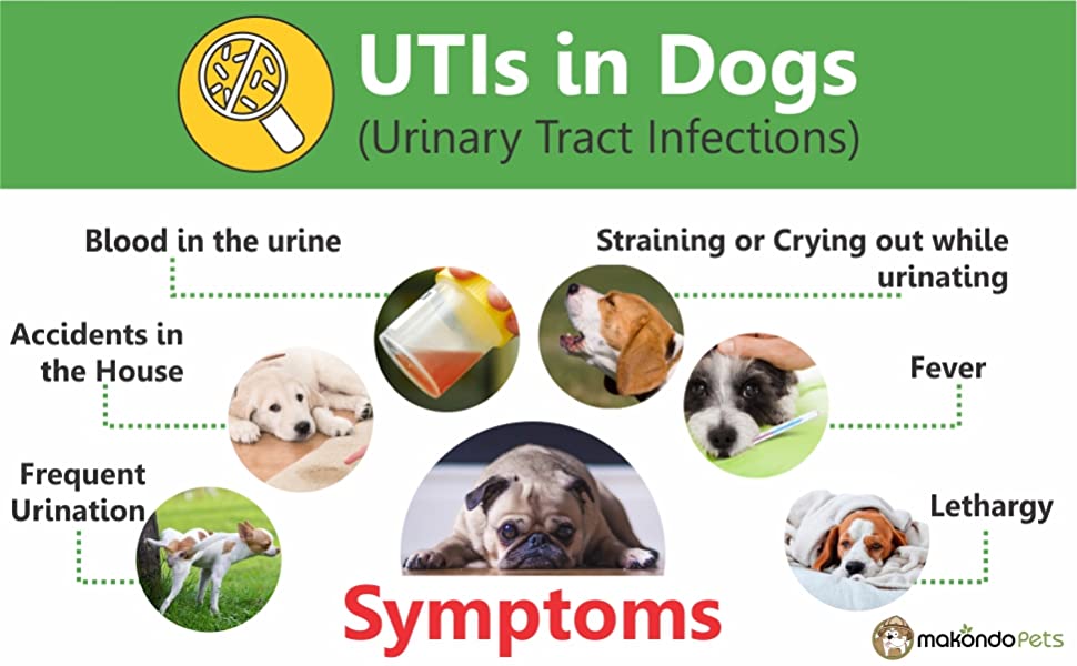 Dog UTI Symptoms