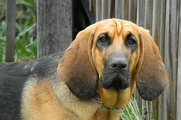 Bloodhound The Hound Dog 4