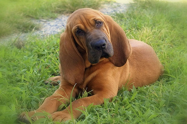 Bloodhound The Hound Dog breeds