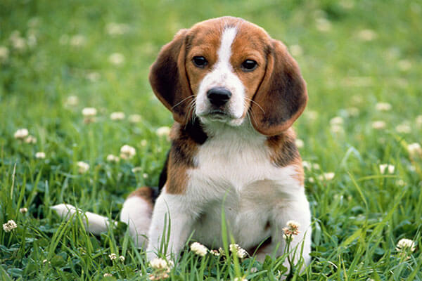 beagle-puppies