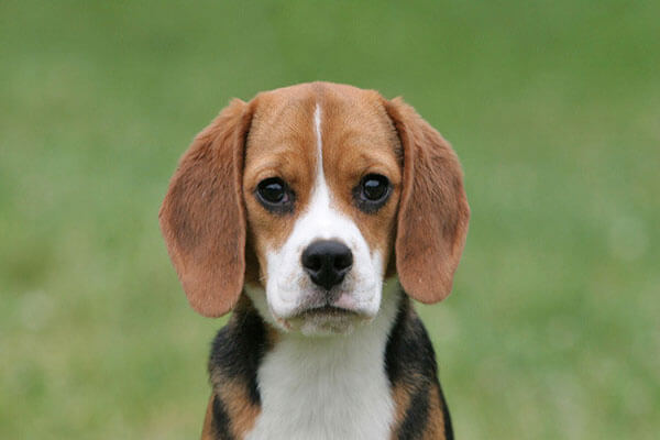 beagle-puppy-1