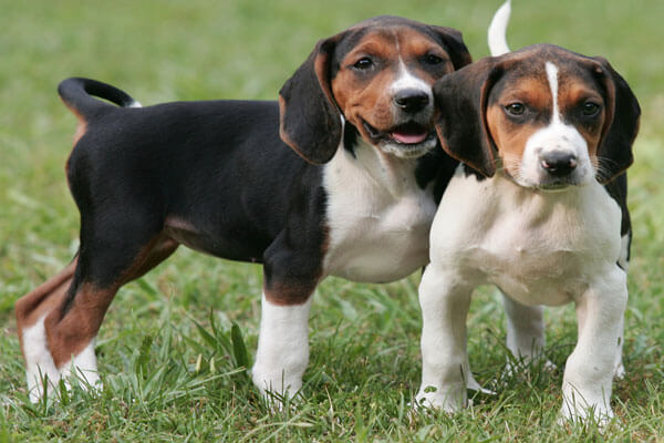 transylvanian-hound-puppies