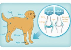 Arthritis in Dogs