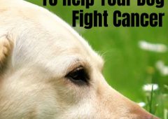 Dog Cancer