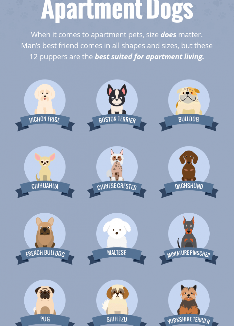 best apartment dogs